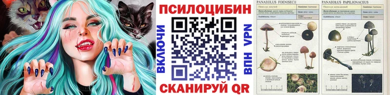 мега как войти  Староминская  Псилоцибиновые грибы Cubensis 